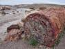 Troncos petrificados há mais de 200 milhões de anos no Petrified Forest National Park, no Arizona - Estados Unidos